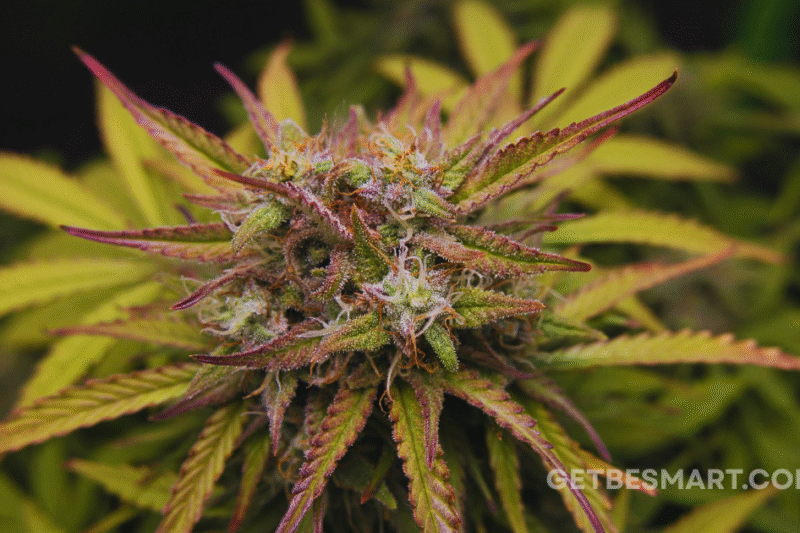 How to Flush Weed Out of Your System