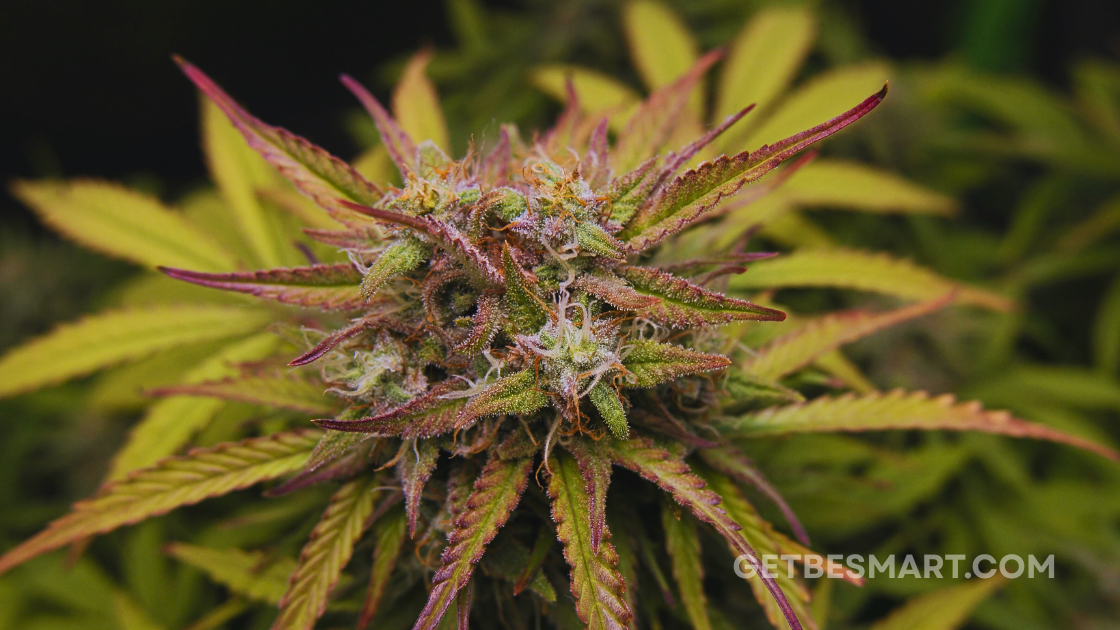 How to Flush Weed Out of Your System